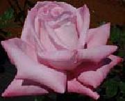 Realistic Pink Rose